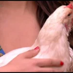 Galinha Loirin brilha no É de Casa: momento inusitado encanta!