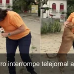 Cachorro vira-lata emociona ao vivo em telejornal de Bianka Carvalho