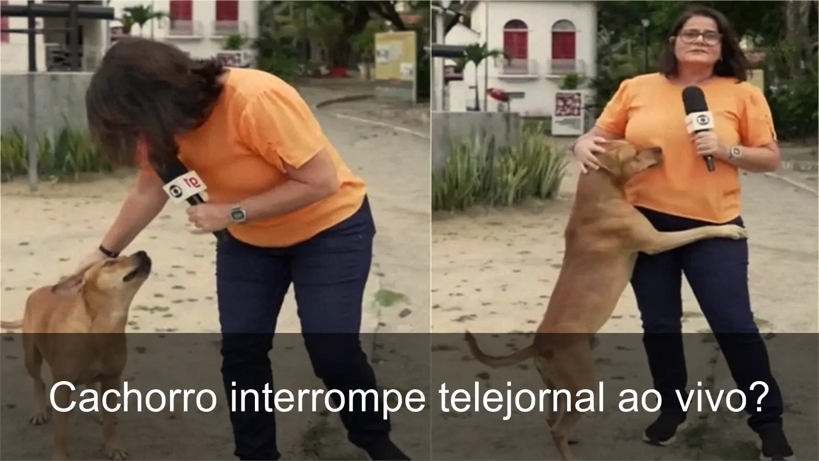 Cachorro vira-lata emocionando durante o telejornal Hora 1